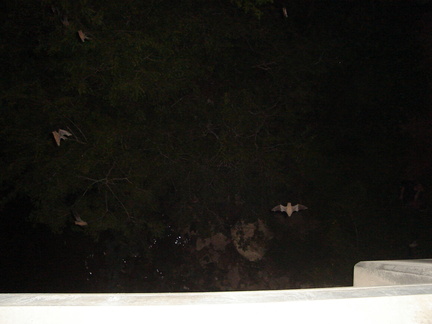 Pictures 095